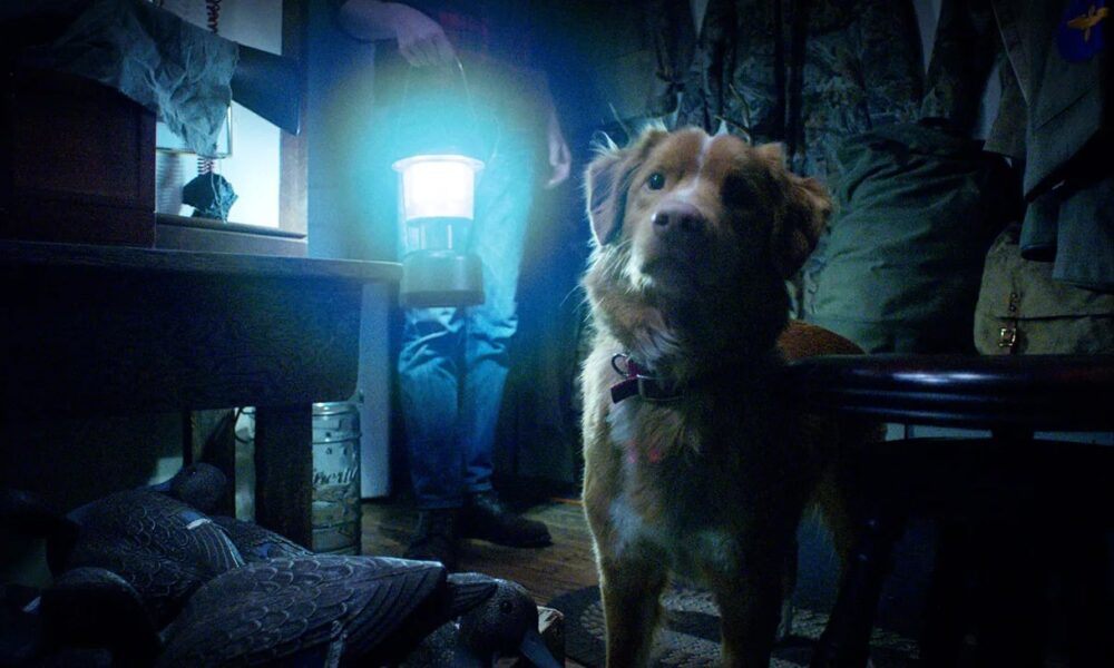 Good Boy lanza su primer tráiler